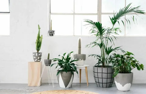 indoor plants